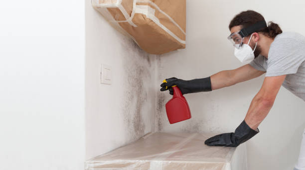 Professional Mold Cleanup technician working in Nutley, NJ