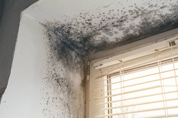 Affordable Mold Cleanup solutions in Nutley, NJ